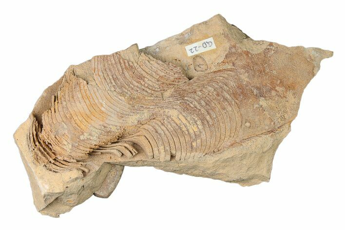 Ordovician Cephalopod (Gonioceras) Fossil - Wisconsin #203657